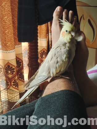 Cockatiel master pair